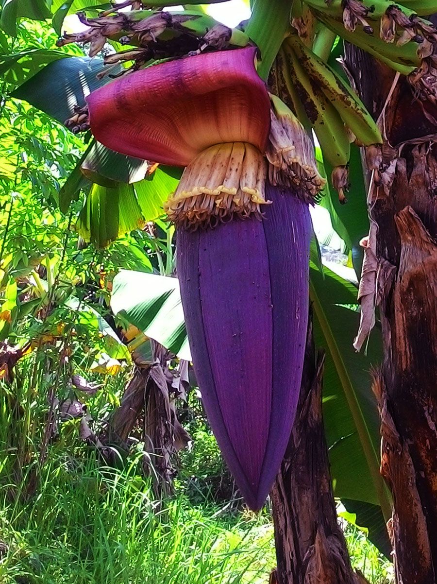 Wow 24 Gambar Jantung Pisang  Sugriwa Gambar 